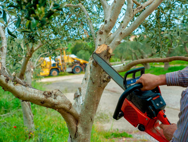 The Steps Involved in Our Tree Care Process in Westville, NJ